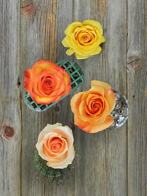 FALL PACK- ORANGE, YELLOW, PEACH & FALL COLOR NOVELTY  ASSORTED COLOR ROSES